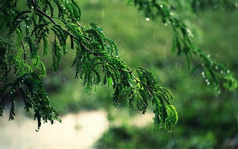 Green Rain Trees .